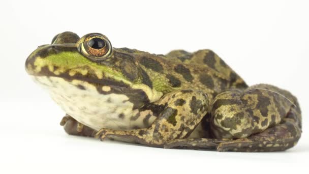 Grenouille Crapaud Vert Sur Fond Blanc — Video