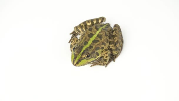 Grenouille Crapaud Vert Sur Fond Blanc — Video