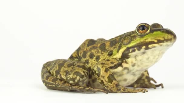 Žába Ropucha Zelená Bílém Pozadí — Stock video