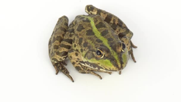白い背景にカエルの頭の緑 — ストック動画
