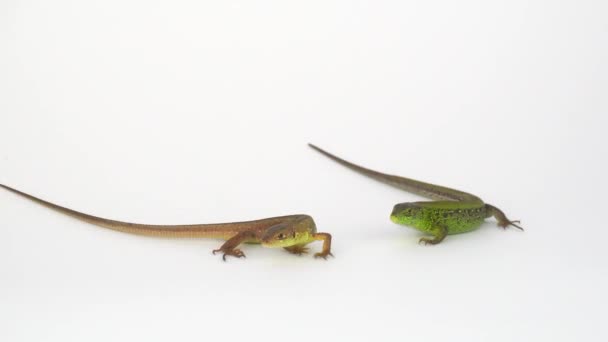 Deux lézards sur fond blanc 