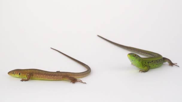 Two Lizards White Background — Stock Video