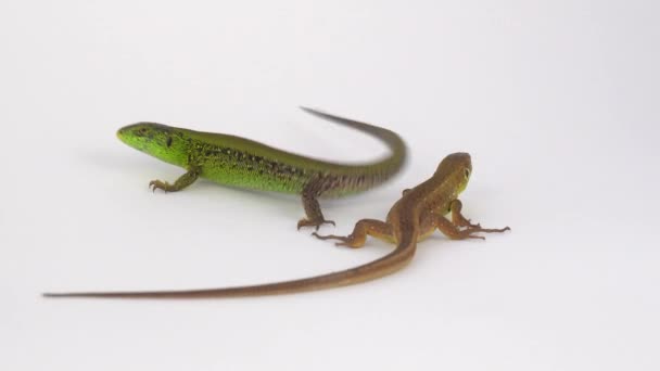 Two Lizards White Background — Stock Video