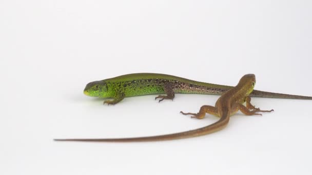 Two Lizards White Background — Stock Video