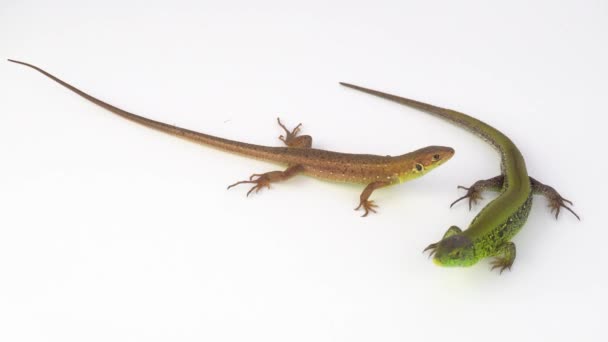 Two Lizards White Background — Stock Video