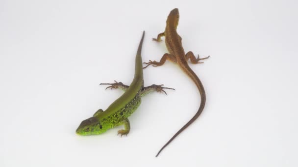 Deux lézards sur fond blanc 