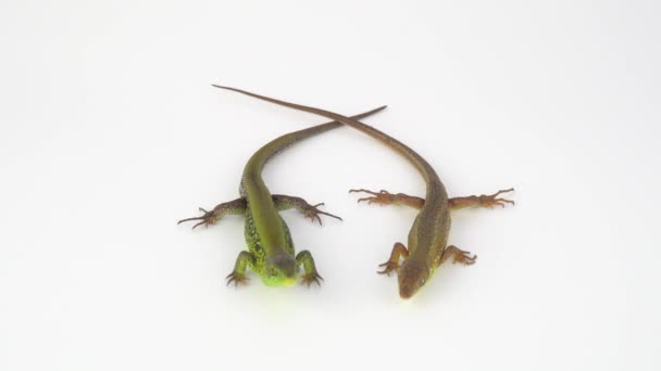 Deux lézards sur fond blanc 