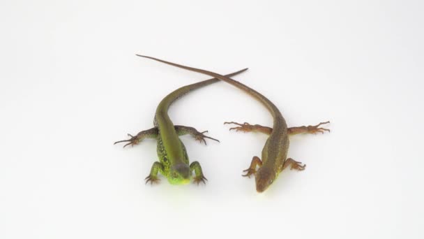 Two Lizards White Background — Stock Video