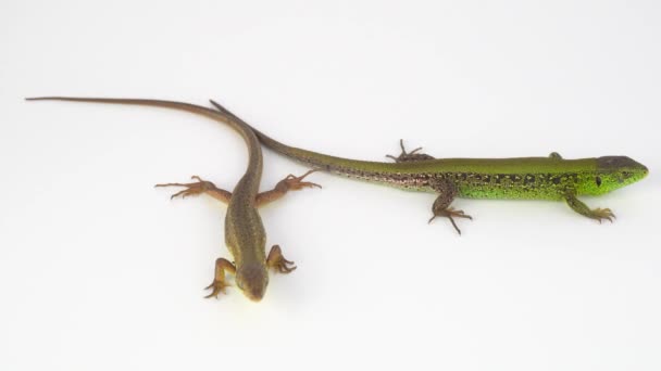 Two Lizards White Background — Stock Video