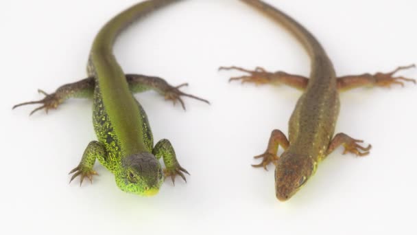 Deux lézards sur fond blanc 