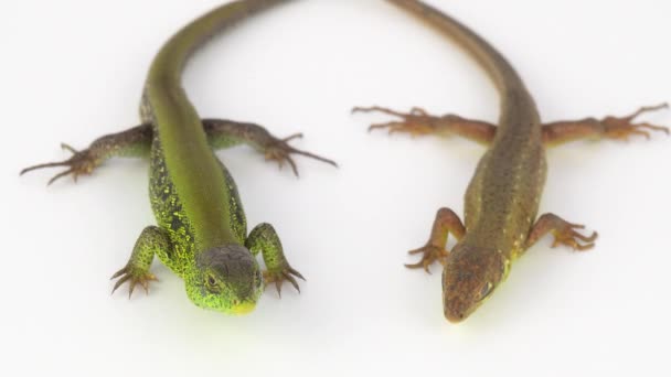 Two Lizards White Background — Stock Video