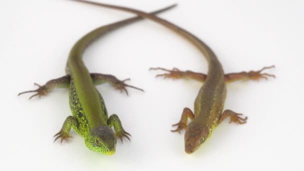 Two Lizards White Background — Stock Video