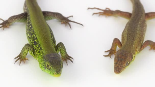 Deux Lézards Sur Fond Blanc — Video