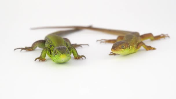 Deux lézards sur fond blanc 