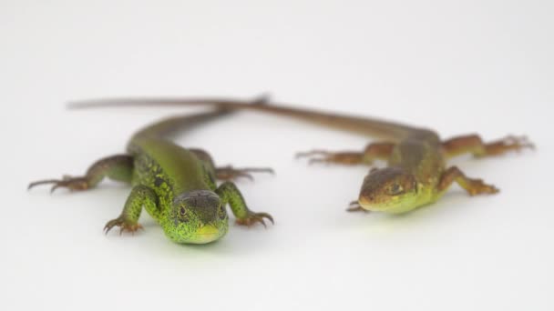 Two Lizards White Background — Stock Video