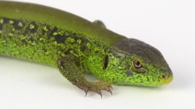 Beyaz arkaplanda yeşil kertenkele