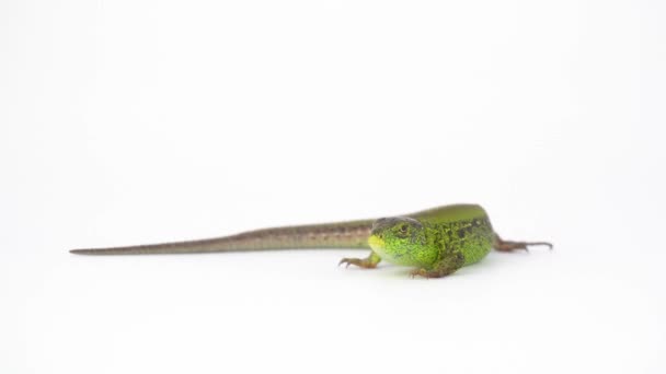 Green Lizard White Background — Stock Video