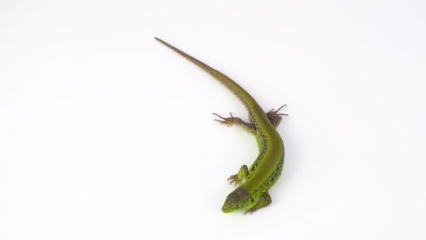 Lagarto Verde Fundo Branco — Vídeo de Stock