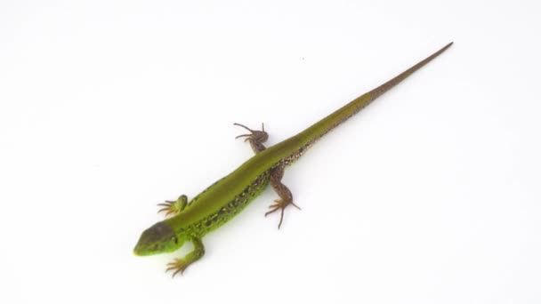 Lagarto Verde Fundo Branco — Vídeo de Stock