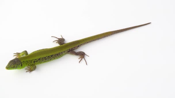 Lagarto Verde Sobre Fondo Blanco — Vídeo de stock