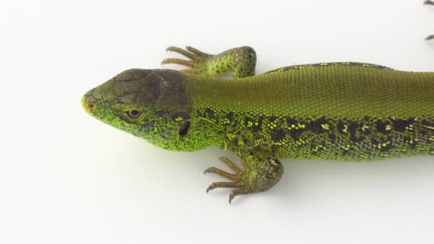 Green Lizard White Background — Stock Video