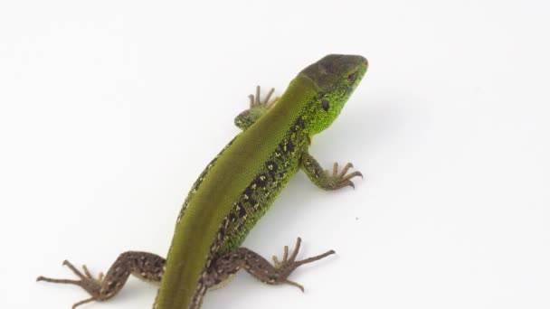 Green Lizard White Background — Stock Video