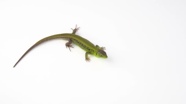Green Lizard White Background — Stock Video
