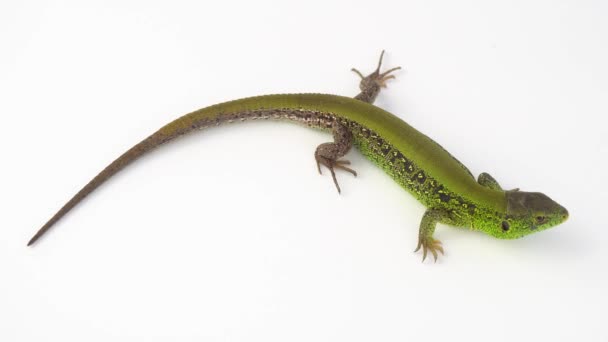 Green Lizard White Background — Stock Video