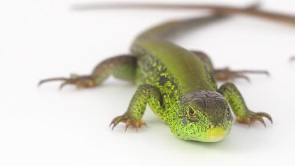 白色背景的绿色蜥蜴 — 图库视频影像