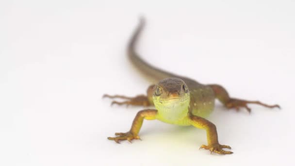 Brown Lizard White Background — Stock Video