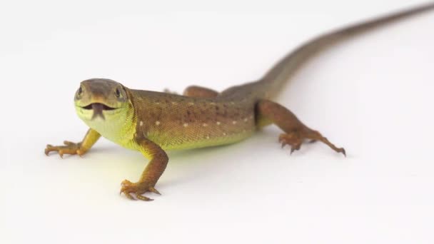 Lézard brun sur fond blanc 