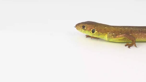 Brown Lizard White Background — Stock Video