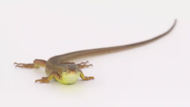 Lagarto Marrón Sobre Fondo Blanco — Vídeos de Stock