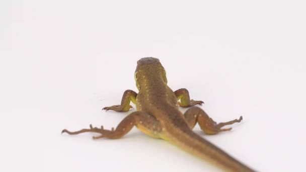 Lézard brun sur fond blanc 