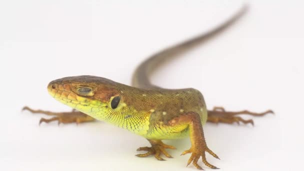 Lézard Brun Sur Fond Blanc — Video