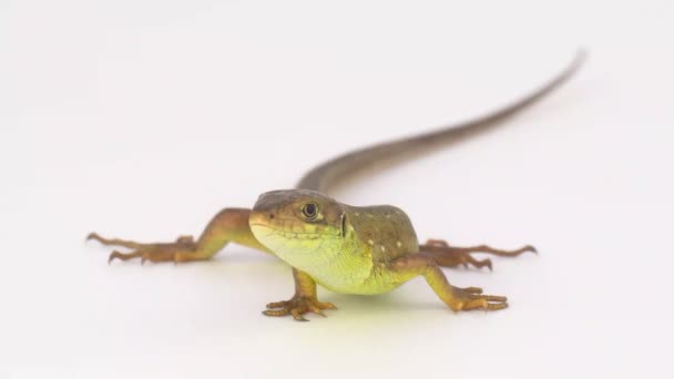 Lagarto Marrom Fundo Branco — Vídeo de Stock