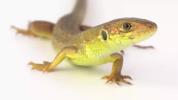 Lézard Brun Sur Fond Blanc — Video