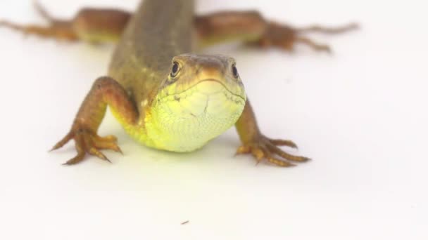 白色背景的棕色蜥蜴 — 图库视频影像