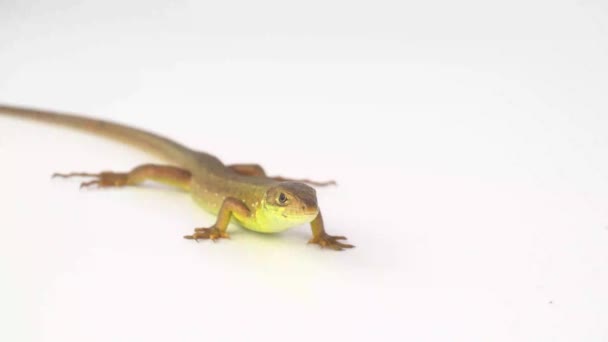 Brown Lizard White Background — Stock Video