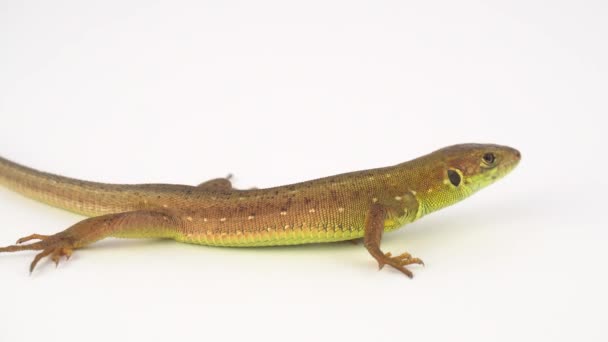 Lézard brun sur fond blanc 