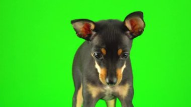 Yeşil ekranda Oyuncak Terrier köpek yavrusu