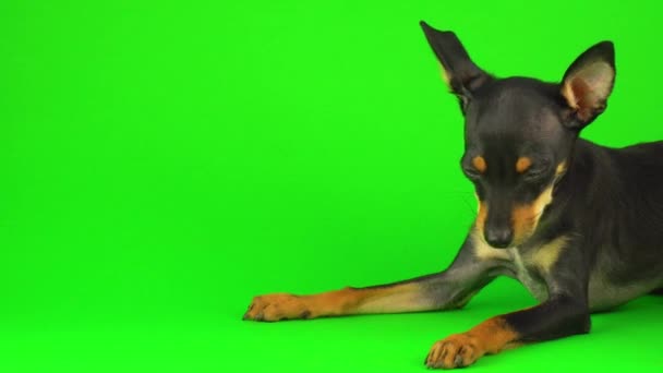 Toy Terrier Hond Puppy Een Groen Scherm — Stockvideo