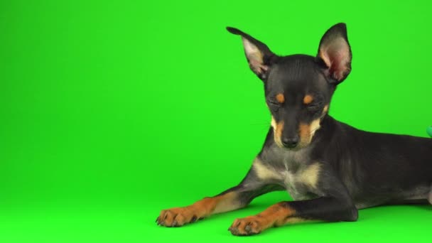 Toy Terrier Hond Puppy Een Groen Scherm — Stockvideo