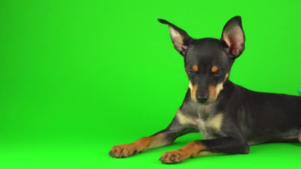 Brinquedo Terrier Cachorro Cão Uma Tela Verde — Vídeo de Stock