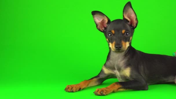 Brinquedo Terrier Cachorro Cão Uma Tela Verde — Vídeo de Stock