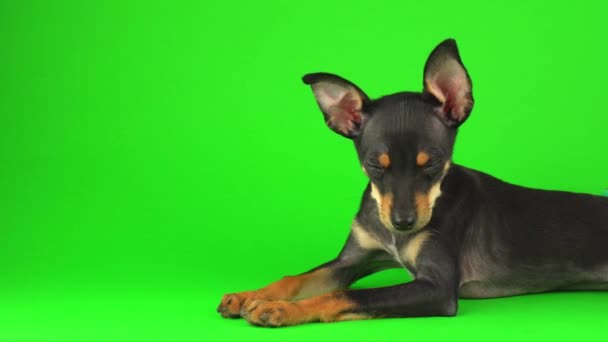 Brinquedo Terrier Cachorro Cão Uma Tela Verde — Vídeo de Stock