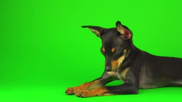 緑色の画面上のおもちゃテリア犬の子犬 — ストック動画