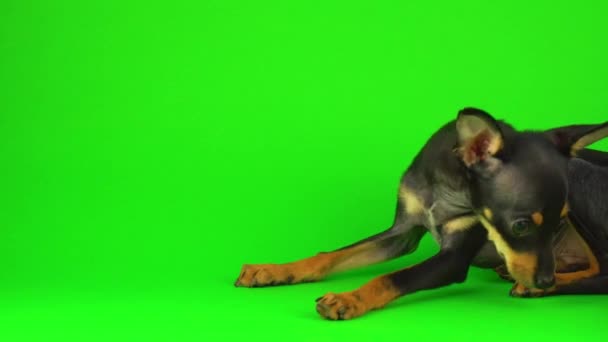 Toy Terrier Hond Puppy Een Groen Scherm — Stockvideo