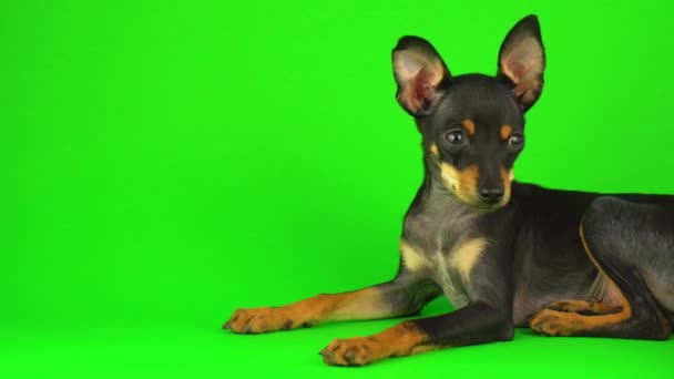 Spielzeug Terrier Hundewelpen Auf Einem Grünen Bildschirm — Stockvideo