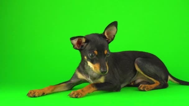 Brinquedo Terrier Cachorro Cão Uma Tela Verde — Vídeo de Stock